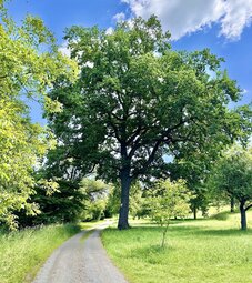 Stileiche Richtung Tamm