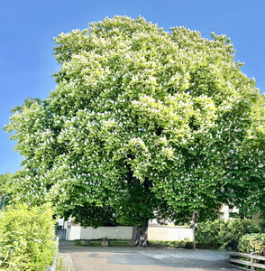 Rosskastanie