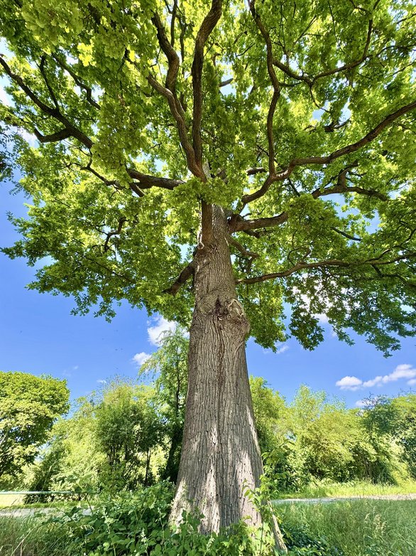 Stileiche am Bergweg