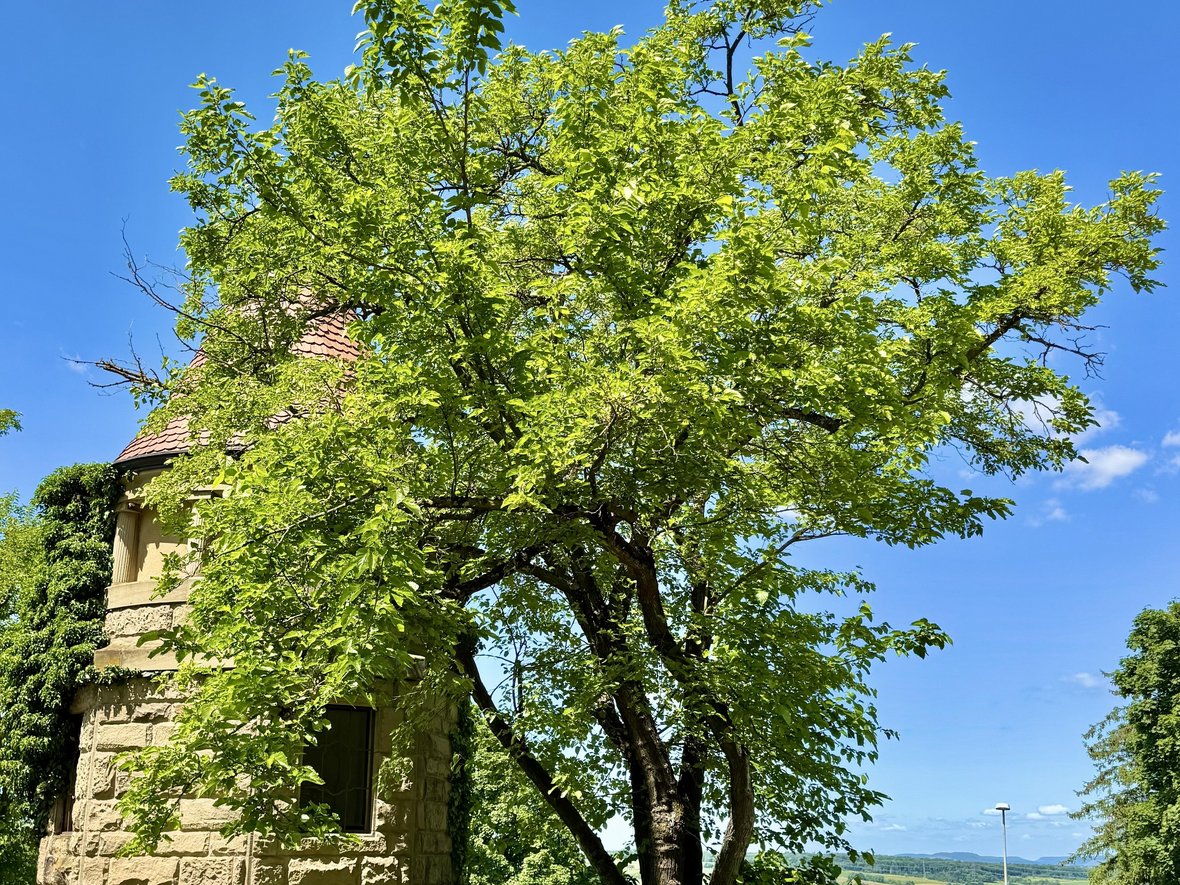 Maulbeerbaum auf dem Hohenasperg beim alten Wasserturm