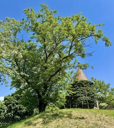 Maulbeerbaum zum Hohenasperg