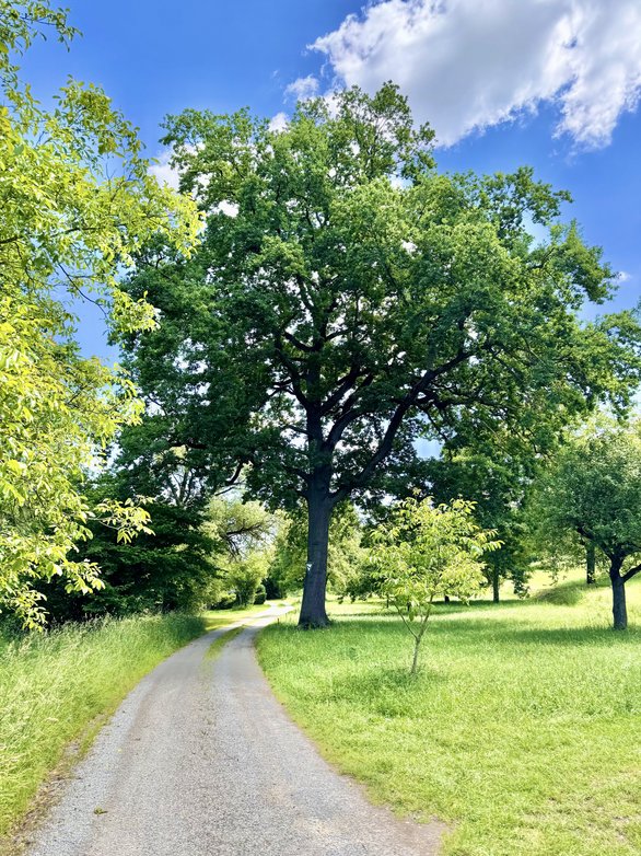 Stileiche Richtung Tamm