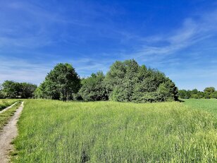 Feuchtgebiet Altach