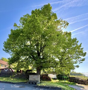 Franzosenlinde